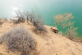 sand. spring. water. snow. Haloxylon Royalty Free Stock Photo