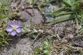 Sand Spurrey Royalty Free Stock Photo