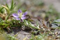 Sand Spurrey Royalty Free Stock Photo