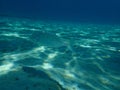 Sand steenbras or striped seabream Lithognathus mormyrus undersea, Aegean Sea, Greece. Royalty Free Stock Photo