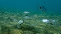 Sand steenbras or striped seabream Lithognathus mormyrus undersea, Aegean Sea, Greece. Royalty Free Stock Photo