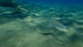 Sand steenbras or striped seabream Lithognathus mormyrus undersea, Aegean Sea, Greece. Royalty Free Stock Photo