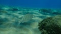 Sand steenbras or striped seabream Lithognathus mormyrus undersea, Aegean Sea, Greece. Royalty Free Stock Photo