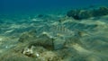 Sand steenbras or striped seabream Lithognathus mormyrus undersea, Aegean Sea, Greece. Royalty Free Stock Photo