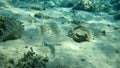 Sand steenbras or striped seabream Lithognathus mormyrus undersea, Aegean Sea, Greece. Royalty Free Stock Photo