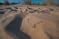 Sand Stock -Malcolmia littorea- violet flower growing in the sand in the Donana National Park, Andalusia, Spain