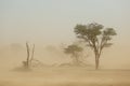 Sand storm - Kalahari desert Royalty Free Stock Photo