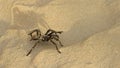 Sand tarantula