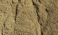 Sand.Sand texture.Sand background.Sandy soil.Sand texture. Sandy, marine. Royalty Free Stock Photo