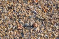 Sand Texture Background. Top View of a Beach or Desert Ground Surface. Close Up Macro Royalty Free Stock Photo