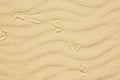 Sand texture with footprint of bird Royalty Free Stock Photo