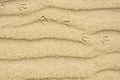 Sand texture with footprint of bird Royalty Free Stock Photo