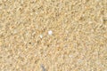 Sand Texture Sea shellfish Beach Gravel Stone