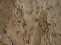 Sand texture with traces of water flowing and dog paws prints