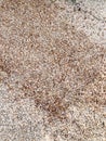 Sand Textured background Top view Baltic Beach