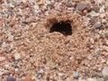 Sand Tiger Beetle Burrow Royalty Free Stock Photo