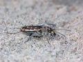Sand Tiger Beetle Royalty Free Stock Photo