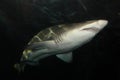 Sand tiger shark Royalty Free Stock Photo