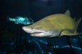 Sand tiger shark Royalty Free Stock Photo