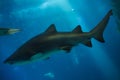 Sand tiger shark Carcharias taurus Royalty Free Stock Photo