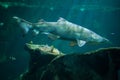 Sand tiger shark (Carcharias taurus) Royalty Free Stock Photo