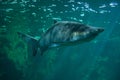 Sand tiger shark Carcharias taurus Royalty Free Stock Photo