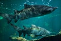 Sand tiger shark Carcharias taurus