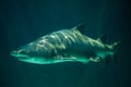 Sand tiger shark Carcharias taurus Royalty Free Stock Photo