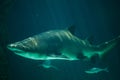 Sand tiger shark Carcharias taurus Royalty Free Stock Photo