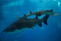 Sand tiger shark Carcharias taurus Royalty Free Stock Photo