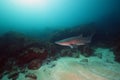 The sand tiger shark Carcharias taurus, grey nurse shark, spotted ragged-tooth shark, or blue-nurse sand tiger patrolling in Royalty Free Stock Photo