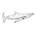 The sand tiger shark Carcharias taurus, hand drawn doodle, sketch, vector outline illustration Royalty Free Stock Photo