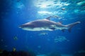 Sand tiger shark Carcharias taurus an horse eye jacks Royalty Free Stock Photo