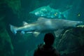 Sand tiger shark (Carcharias taurus)