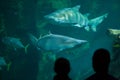 Sand tiger shark Carcharias taurus