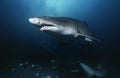 Sand tiger shark (carcharias taurus) underwater view