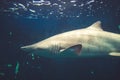 Sand tiger shark close-up view in ocean Royalty Free Stock Photo