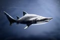 Sand tiger shark in deep waters