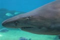 Sand tiger shark Royalty Free Stock Photo