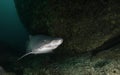 Sand Tiger Shark Royalty Free Stock Photo