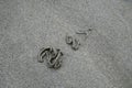 Sand twists created by beach worm called lugworm in close up