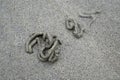 Traces of a sea worm left in the sand of a beach at low tide Finistere in Brittany