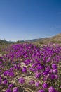 Sand Verbena. Wild flowers.