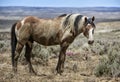 Sand Wash Basin wild horse portrait Royalty Free Stock Photo