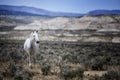 Sand Wash Basin wild horse scenic Royalty Free Stock Photo
