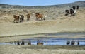 Sand Wash Basin wild horses