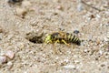 Sand wasp