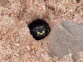 Sand Wasp In Burrow