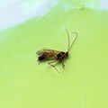 Sand wasp close-up on a green background.