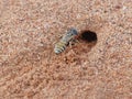Sand Wasp 3